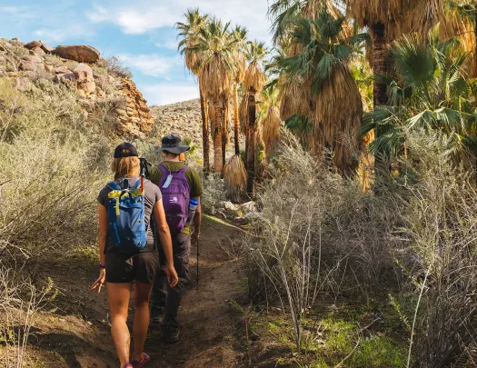 Guests hiking on desert trail, palms on their right, hills on their left.