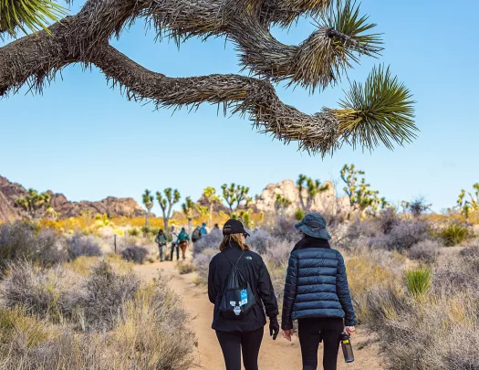 Guests on desert trail, yucca trees in foreground & background.