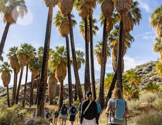 Group of hikers with walking poles hiking through a dirt path towards tall palm trees