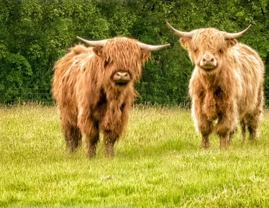 Two furry bulls with large horns, standing in a grassy field
