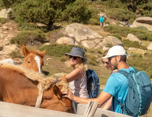 Backroads guests stop to pet horses on a hike