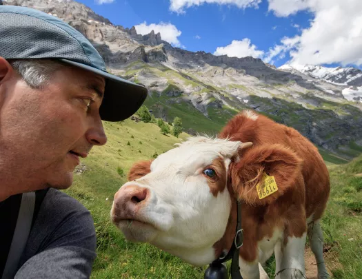 Guest face-to-face with cow, mountains behind them.