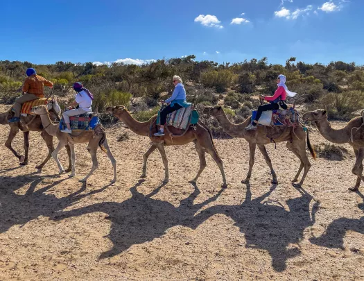 Five guests and their camels, walking is desert, blue sky behind.