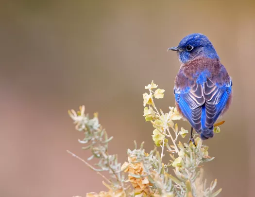 Blue bird nested on tree