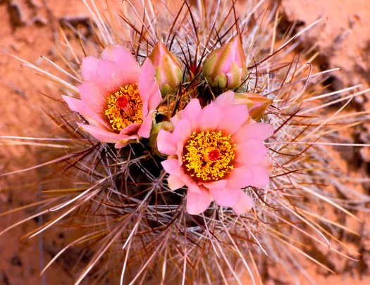 Close-up of cactus flower.