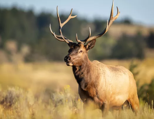 Antelope with large horns running through a field
