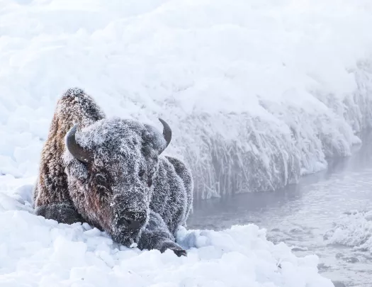 Snow covered bison enjoying a rest