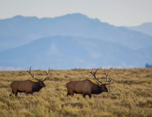Large elk traversing through golden fields
