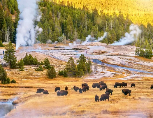 Bison enjoying a snack with steamy hot springs in background