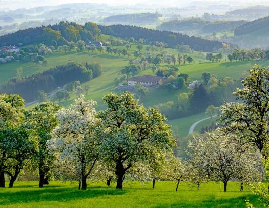 Forest landscape in Mostviertel, lower Austria.